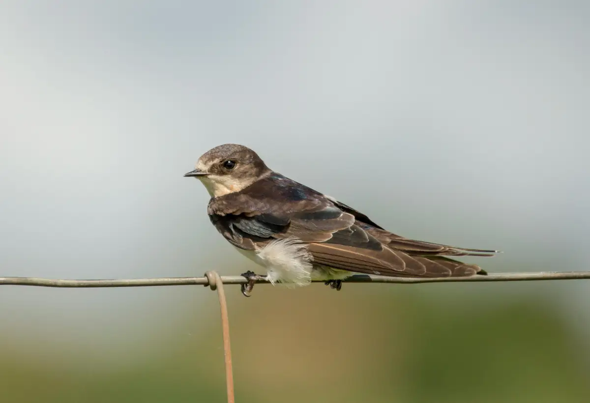 Alpine Swift