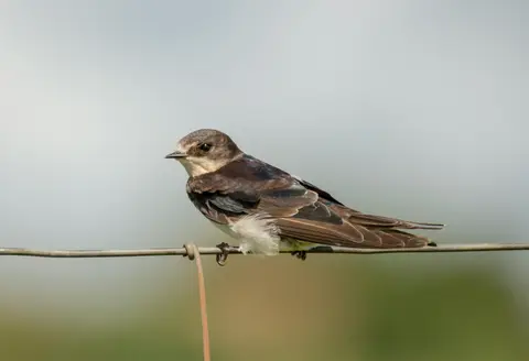 Alpine Swift