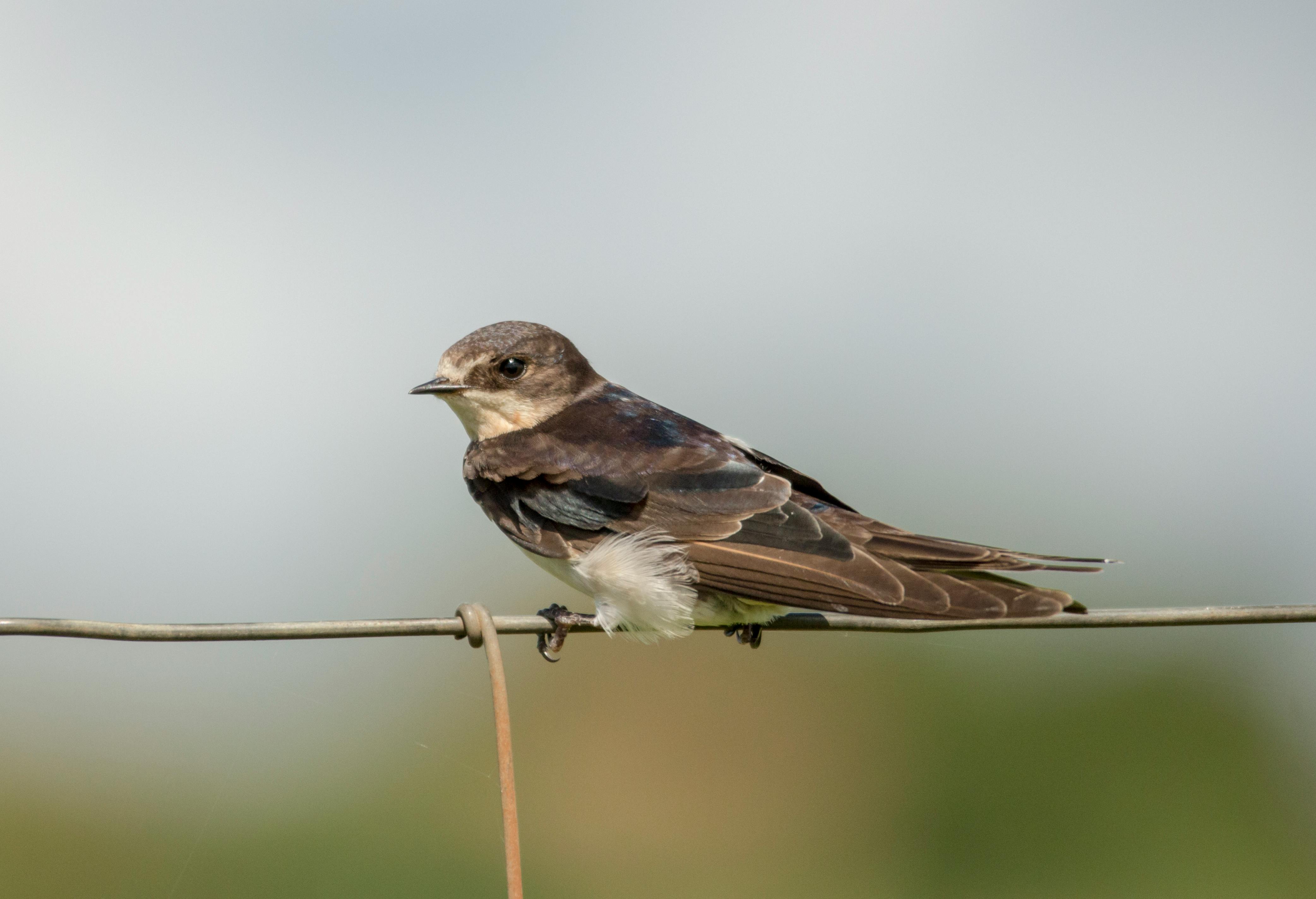 Alpine Swift