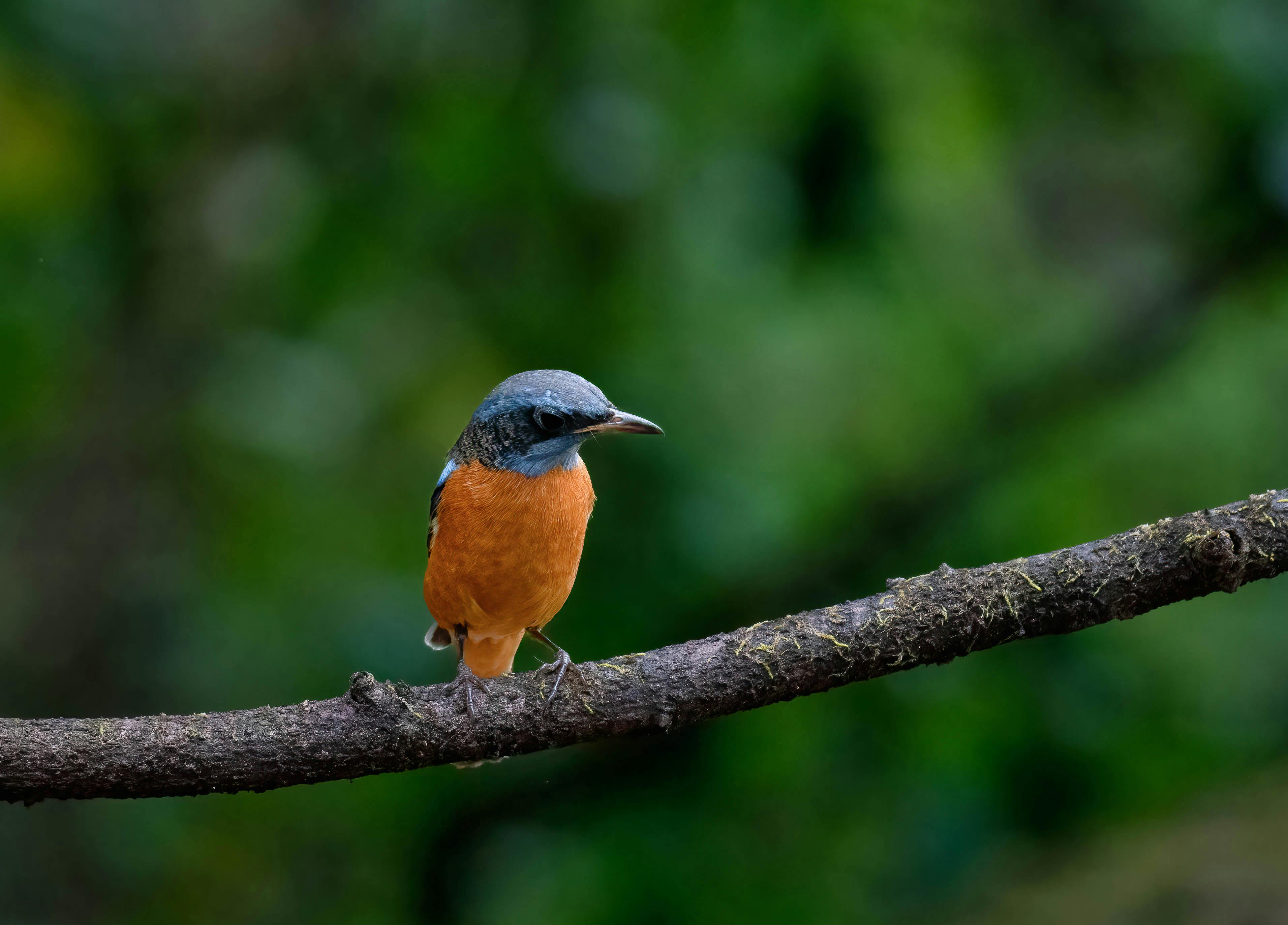 Black Redstart