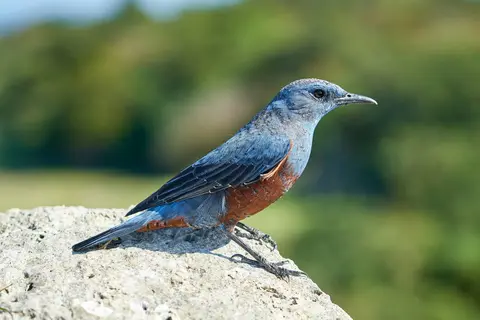 Blue Rock Thrush