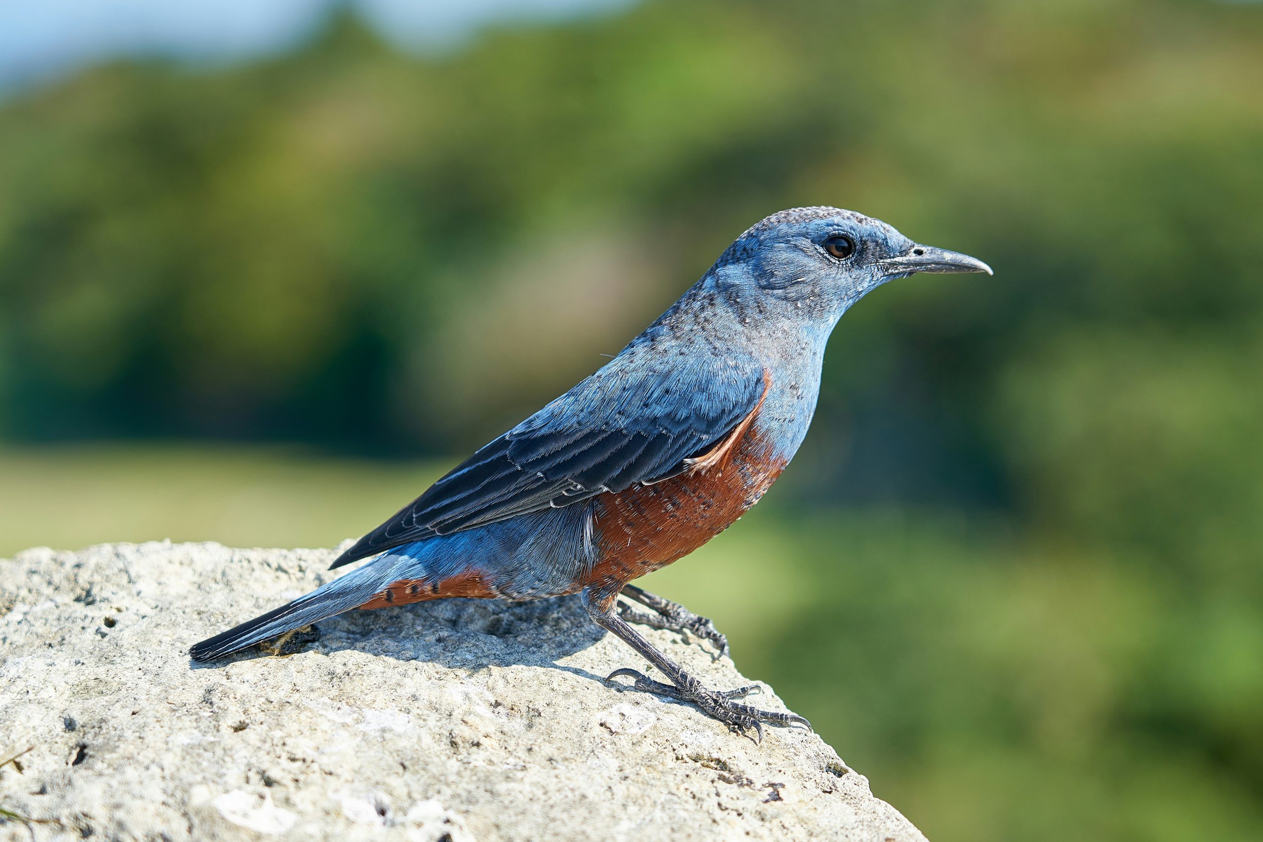 Blue Rock Thrush