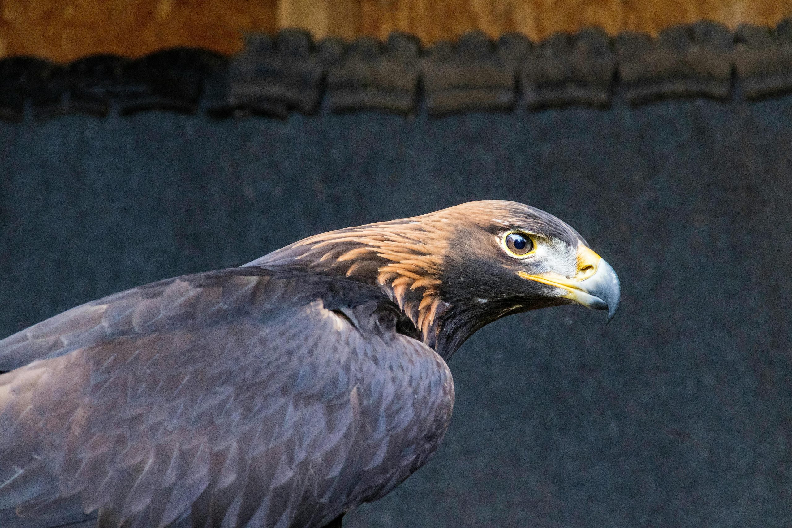 Bonelli's Eagle