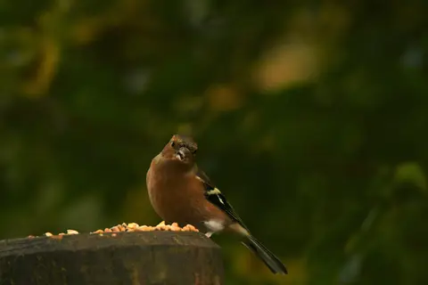 Common Chaffinch