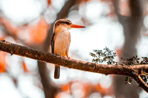 Common Kingfisher
