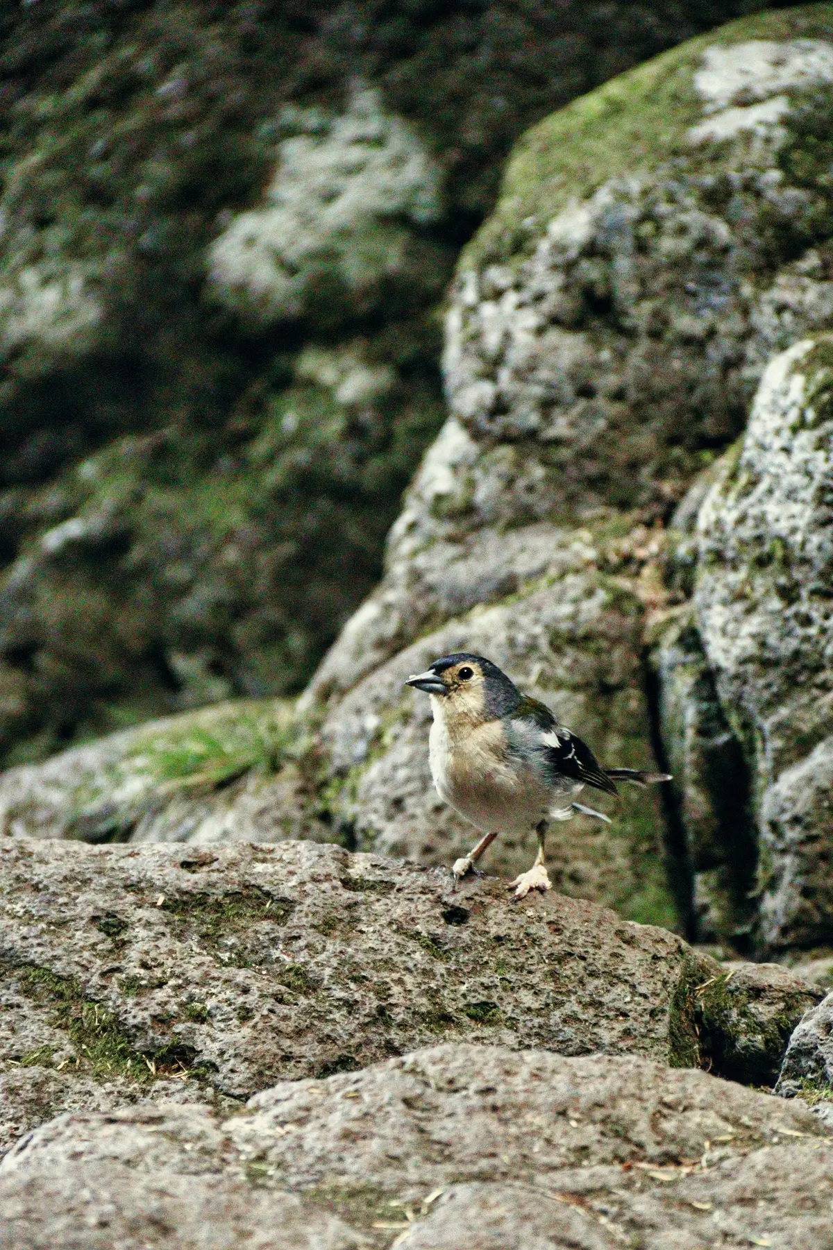Crag Martin