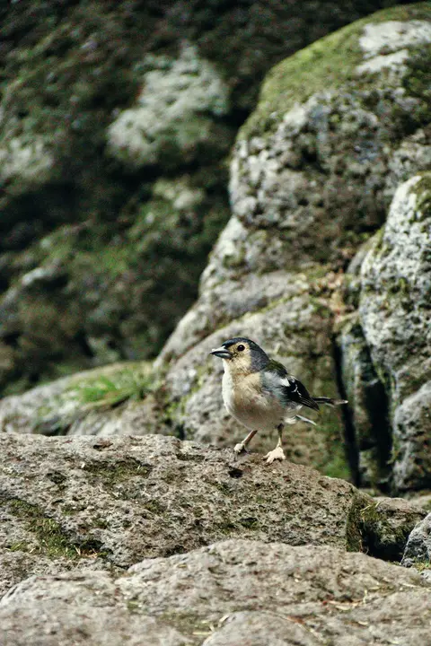 Crag Martin
