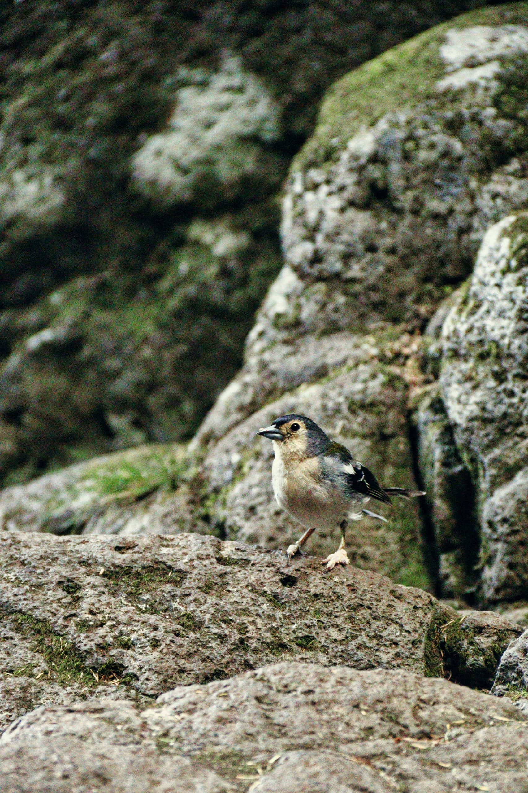 Crag Martin
