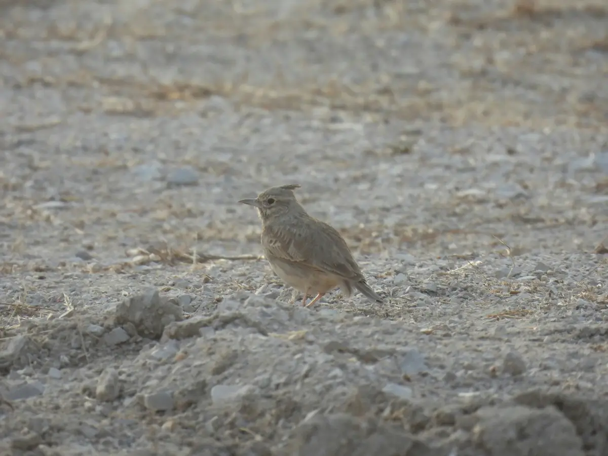 Crested Lark
