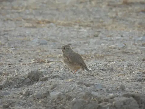 Crested Lark