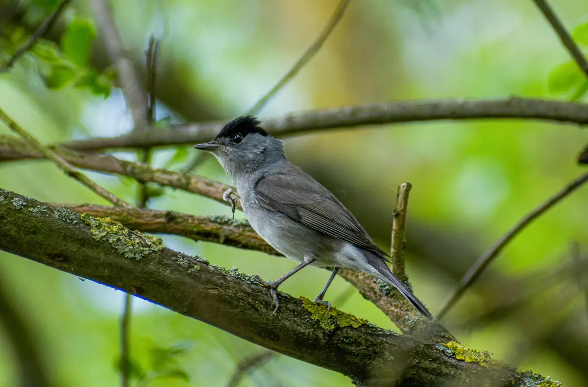 Eurasian Blackcap