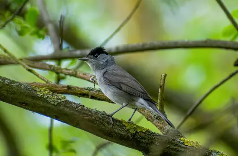Eurasian Blackcap