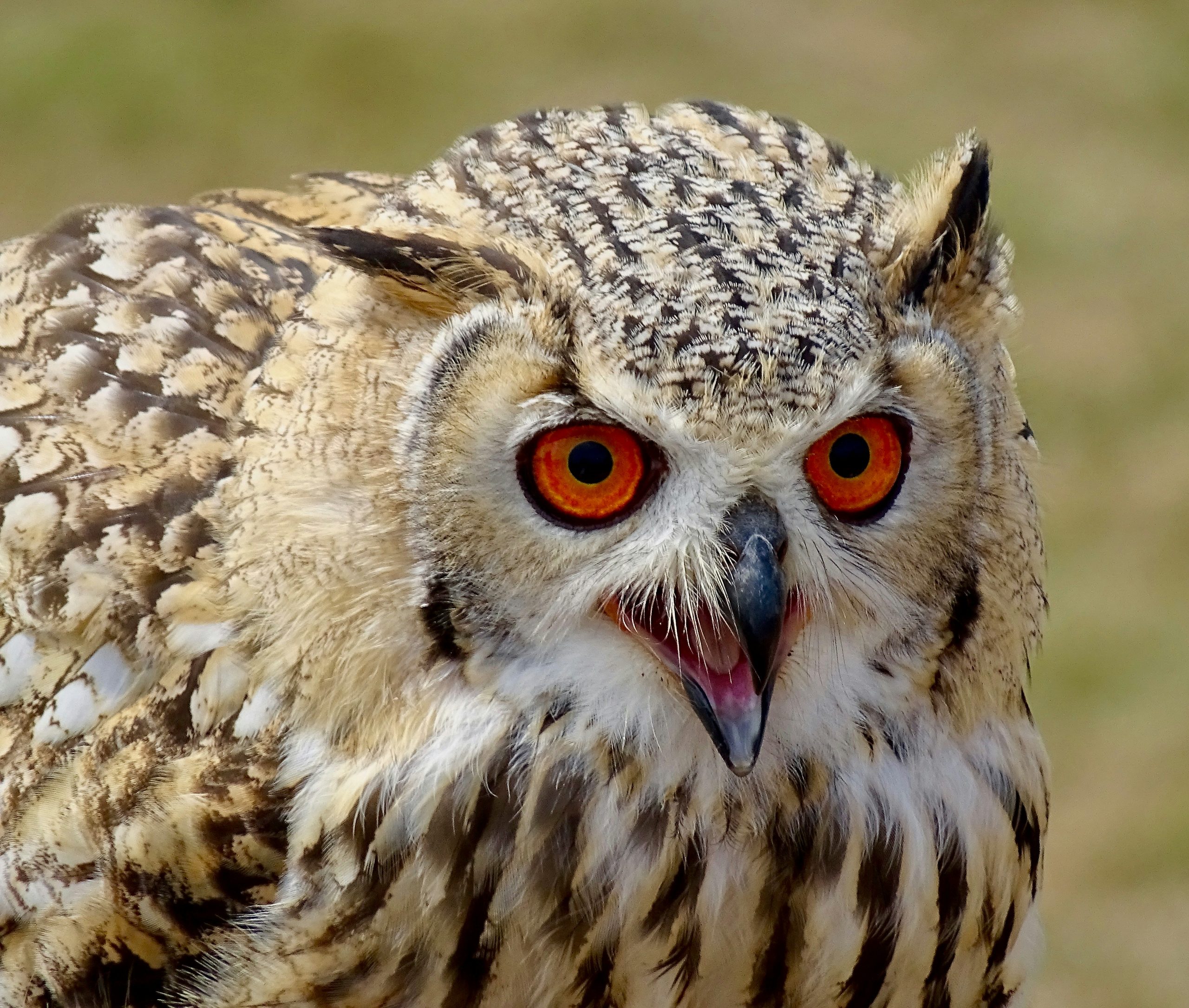 Eurasian Eagle-Owl