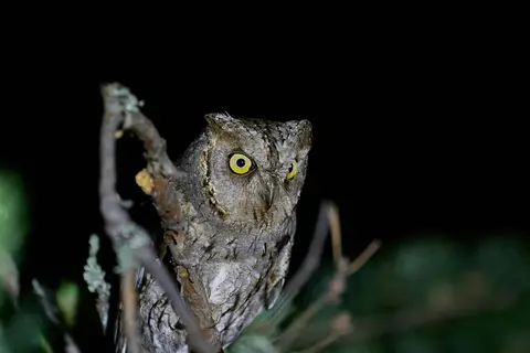 Eurasian Scops Owl
