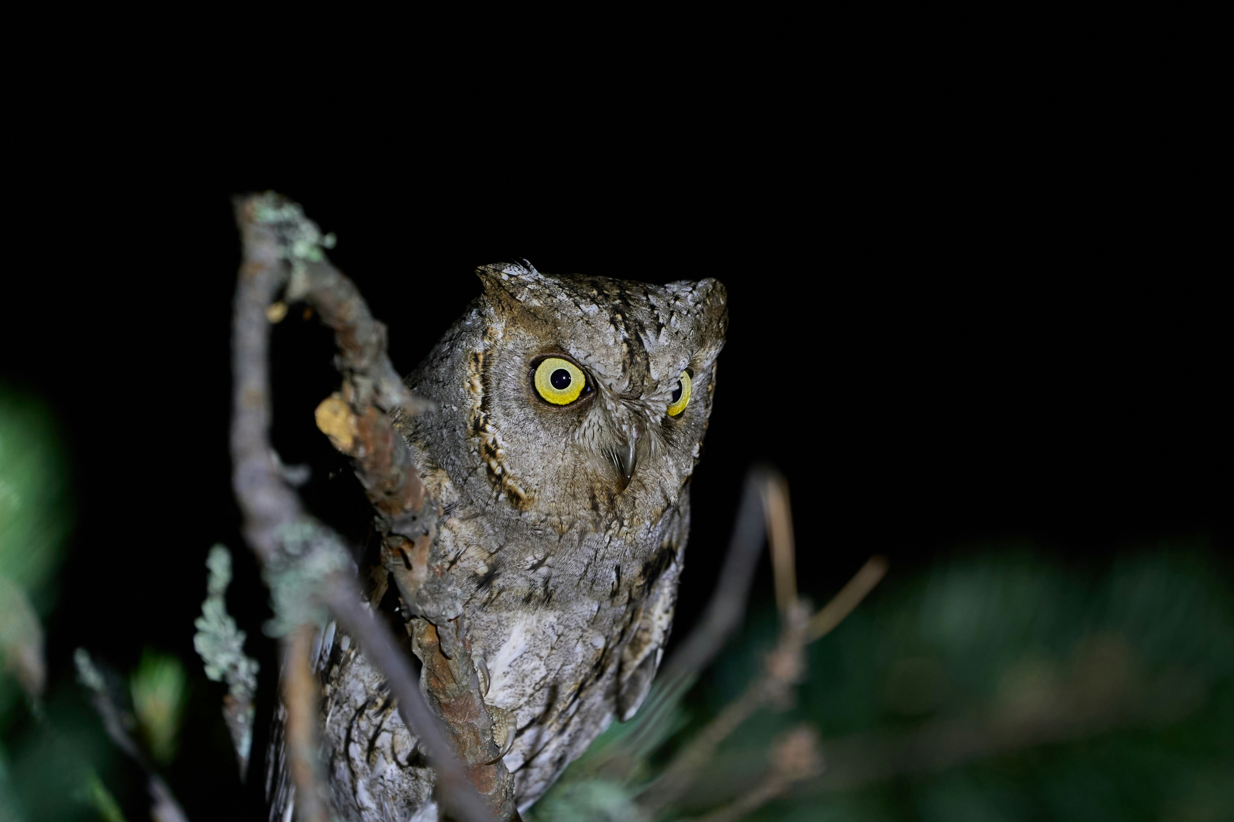 Eurasian Scops Owl