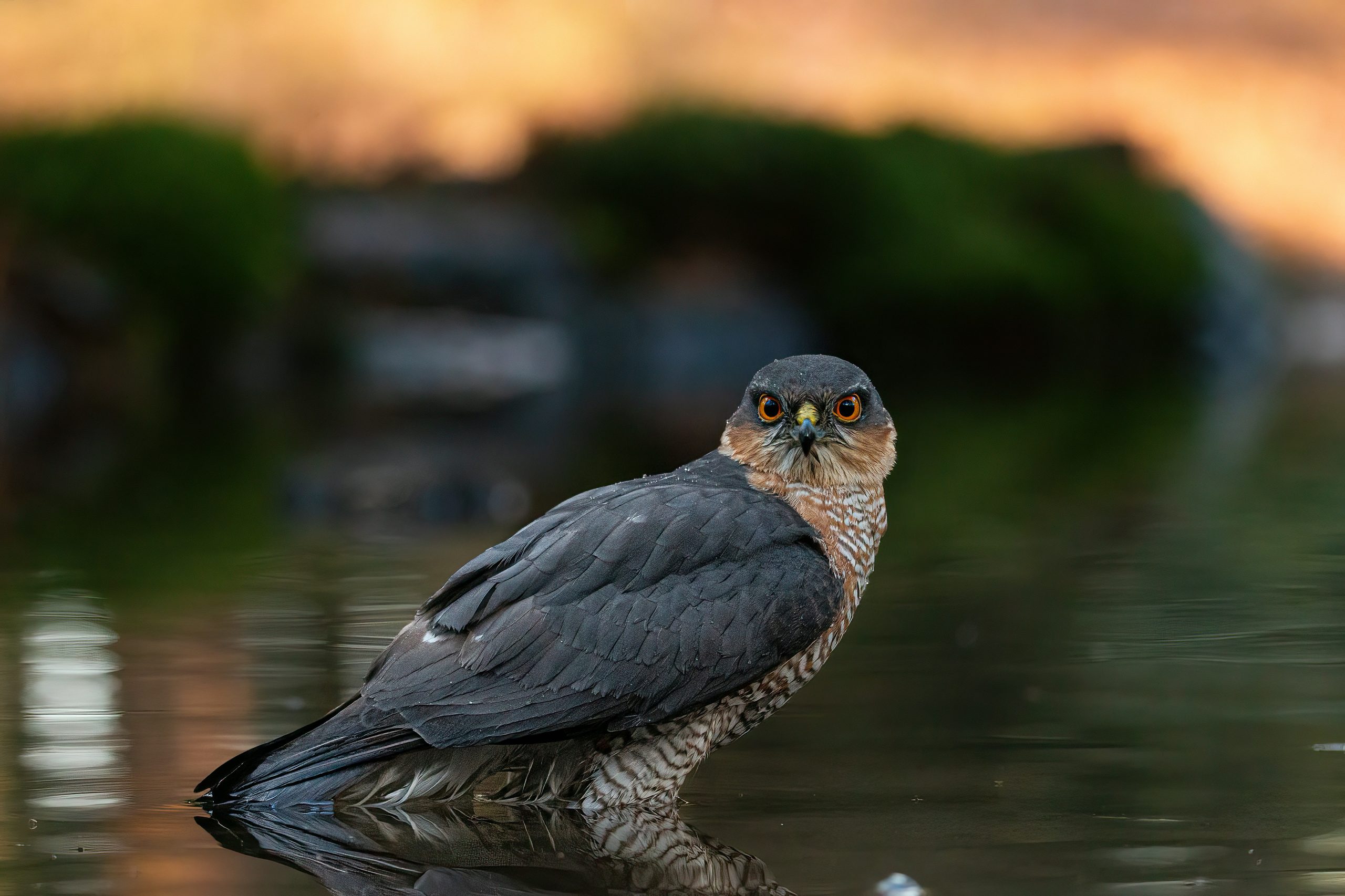 Eurasian Sparrowhawk