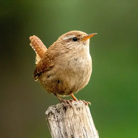 Eurasian Wren