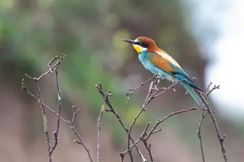 European Bee-eater