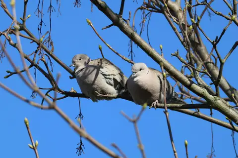European Turtle Dove