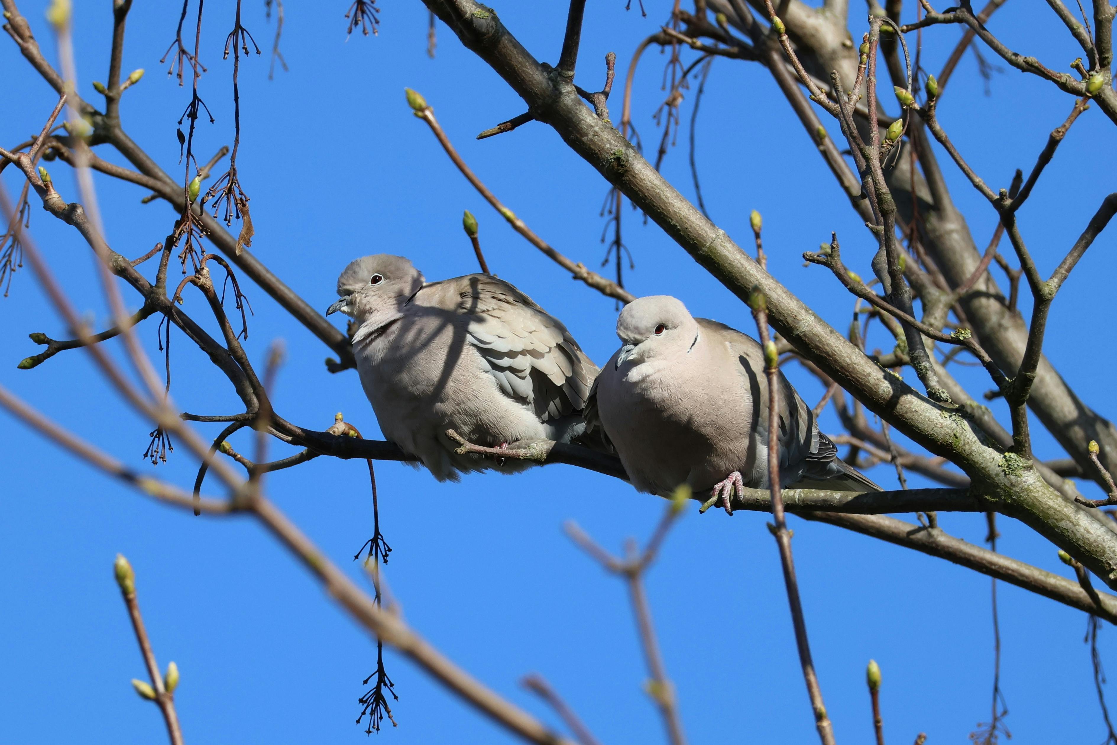 European Turtle Dove