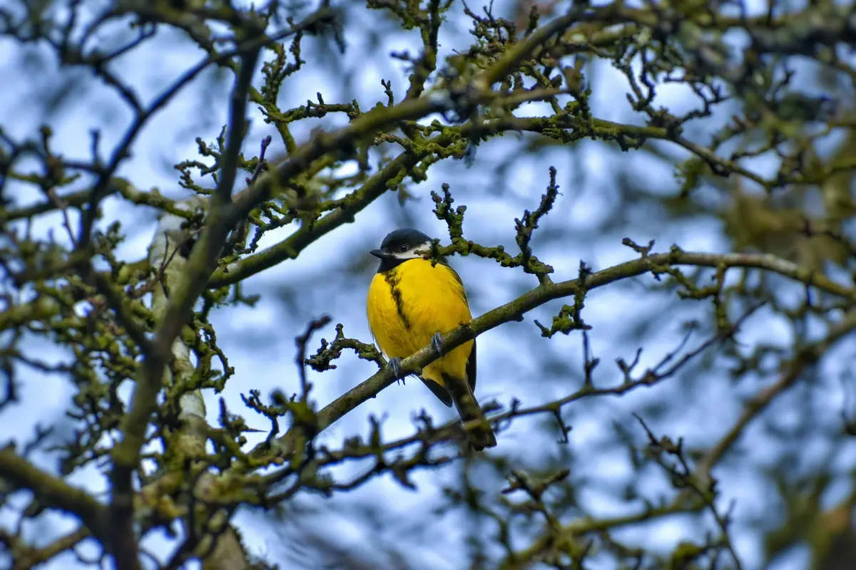 Great Tit