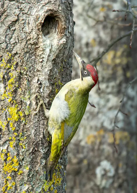 Green Woodpecker