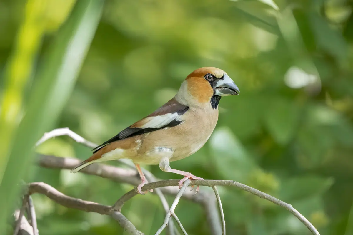 Hawfinch