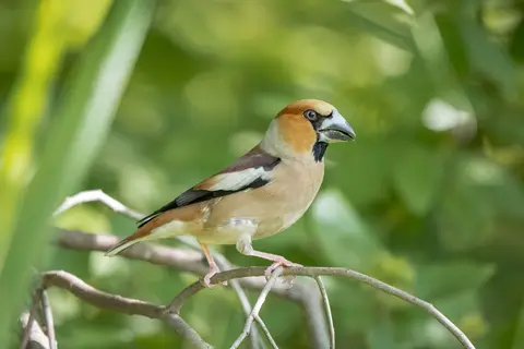 Hawfinch