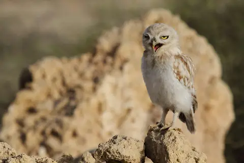 Little Owl