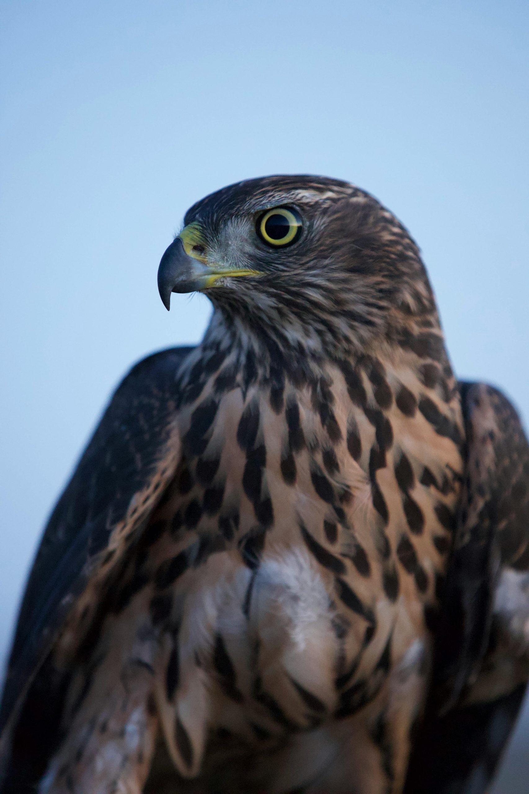 Peregrine Falcon
