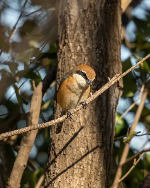 Short-toed Treecreeper