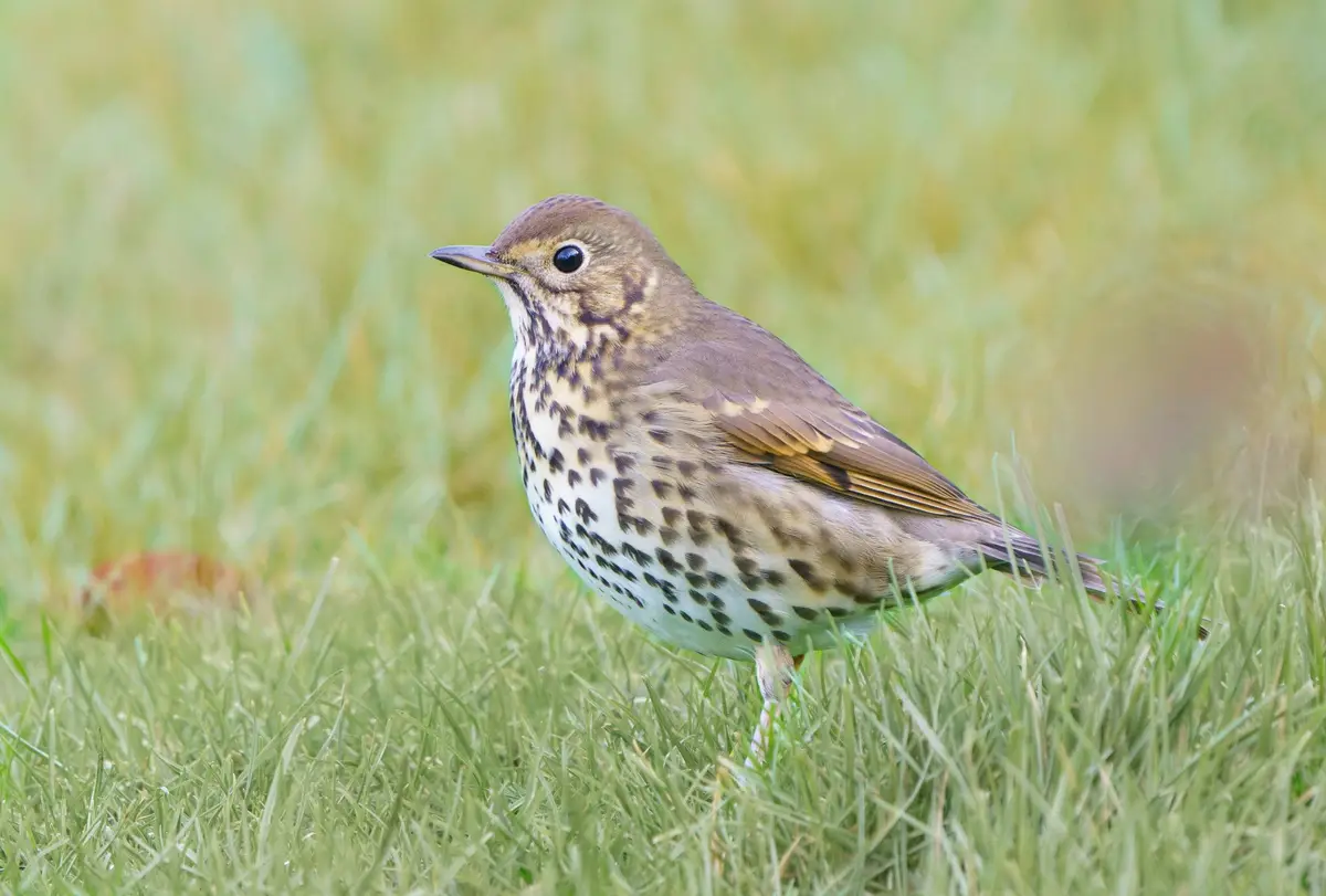 Song Thrush