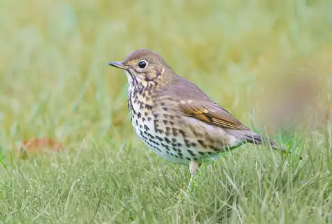Song Thrush