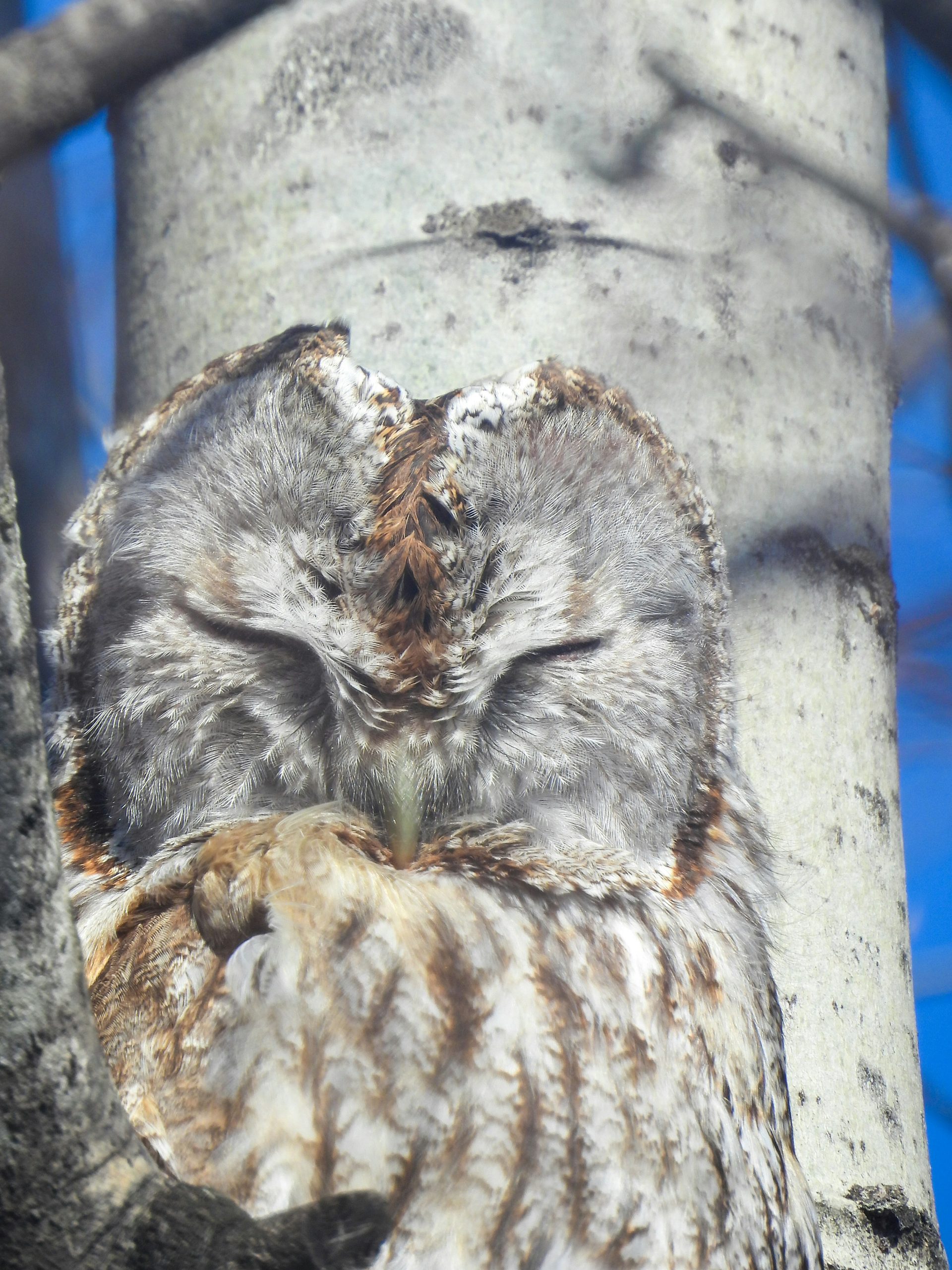 Tawny Owl
