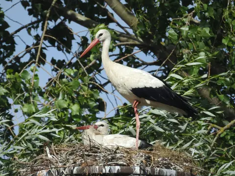 White Stork