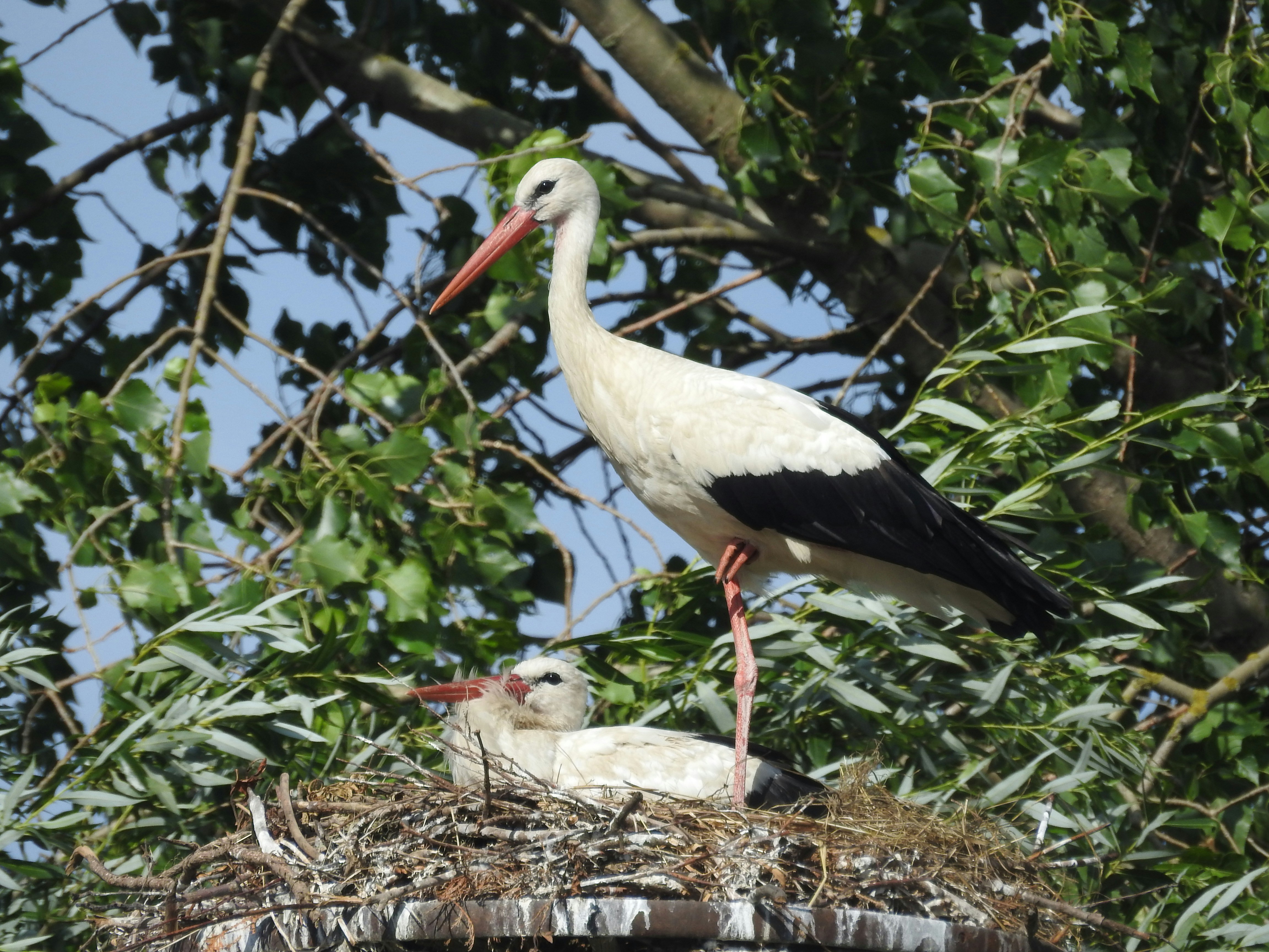 White Stork