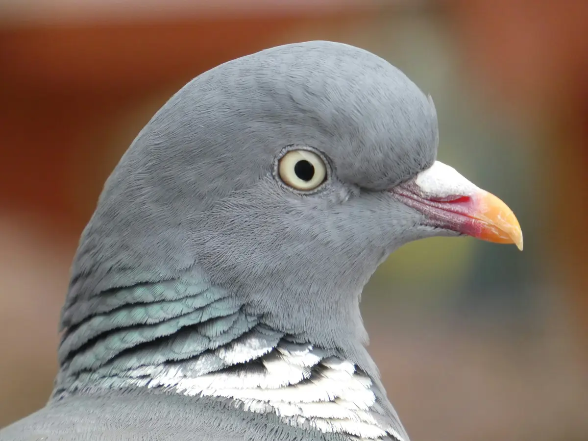 Wood Pigeon