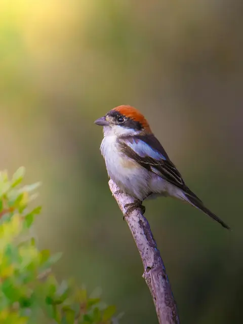 Woodchat Shrike
