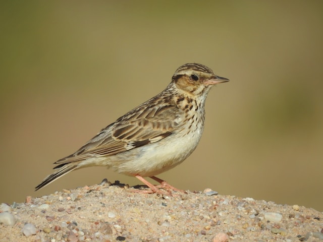 Woodlark