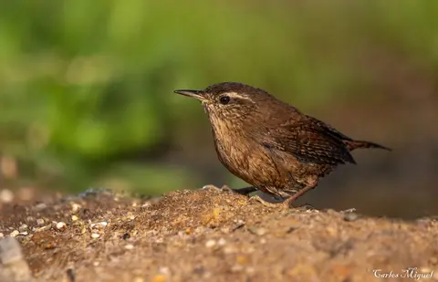 Wren