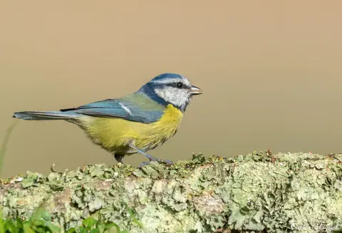 Blue Tit