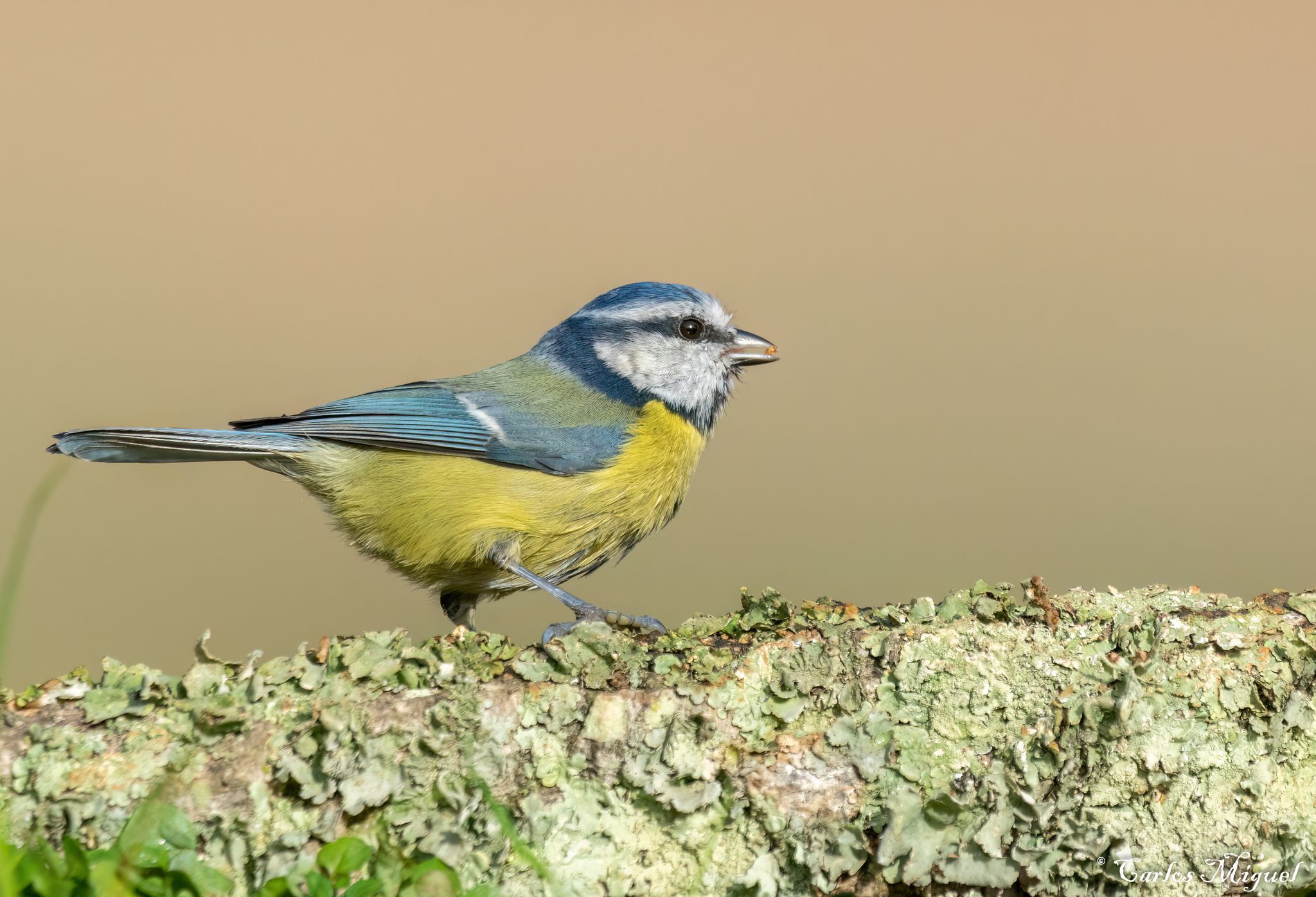 Blue Tit
