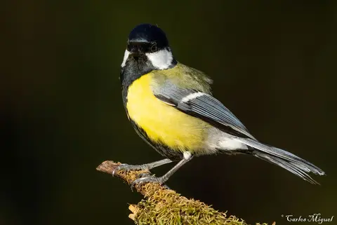 Great Tit