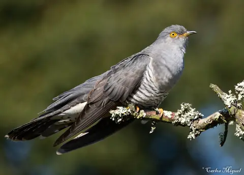 Common Cuckoo