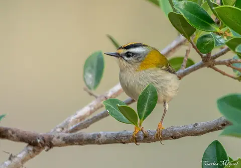 Common Firecrest