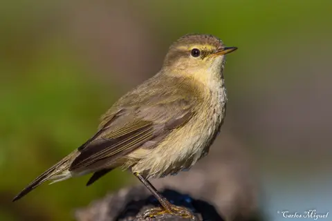 Common Chiffchaff