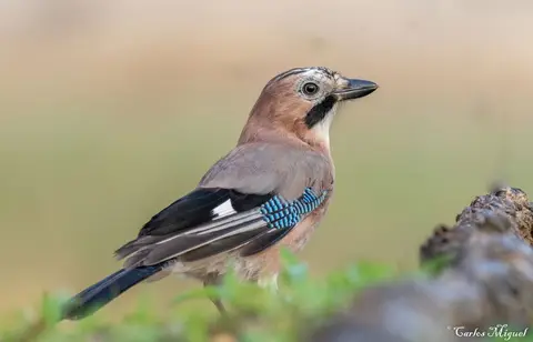 Eurasian Jay