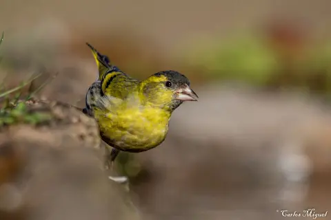 Eurasian Siskin