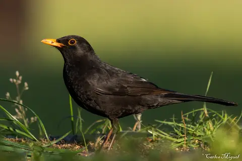 Common Blackbird