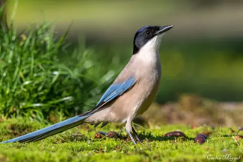 Iberian Magpie